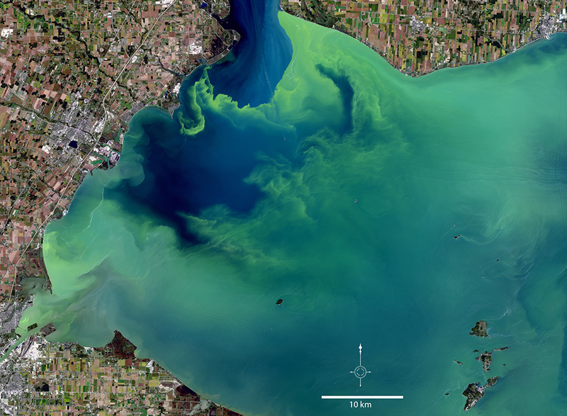 A hazardous algal bloom containing the toxin microcystis covered large portions of western Lake Erie in September 2017. Swirls of algae can be seen south of Detroit River’s mouth in this natural-color Landsat 8 image. Credit: USGS EROS