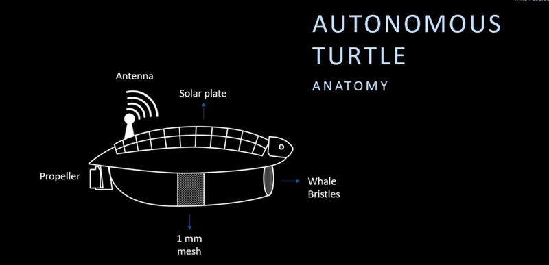 Details Turtle
