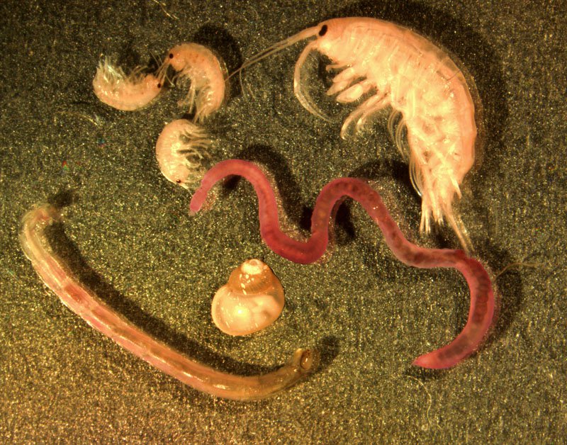 Say hello to some benthic macroinvertebrates! Source: G. Carter via NOAA/GLERL (epa.gov)