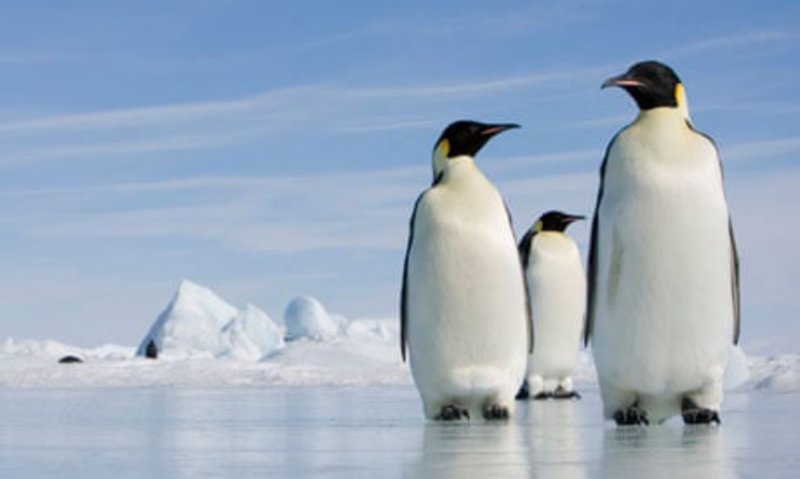 Penguin